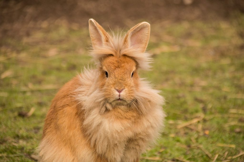 Espérance De Vie Lapin Tete De Lion